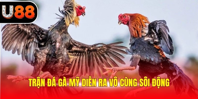 Trận đá gà Mỹ diễn ra vô cùng sôi động